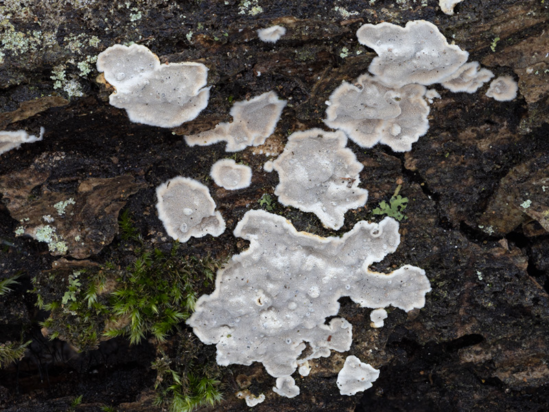 Aleurodiscus disciformis